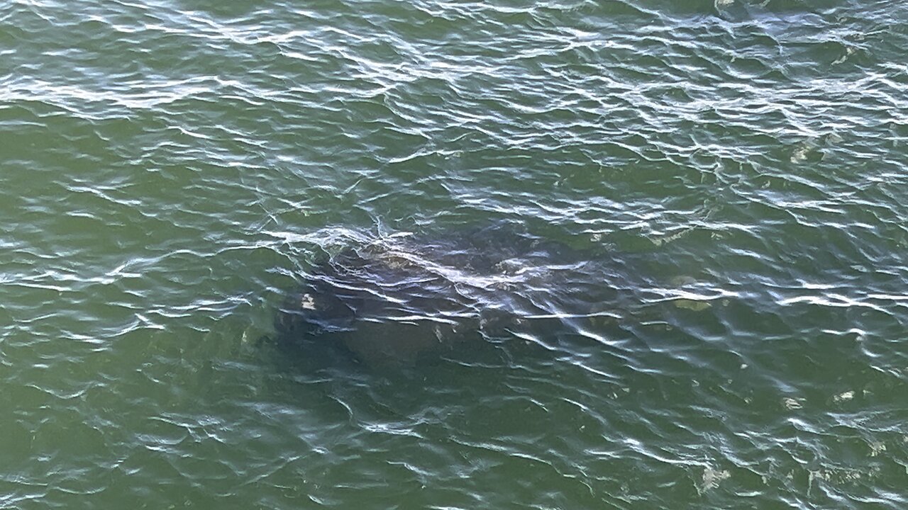Manatees October 3 2025