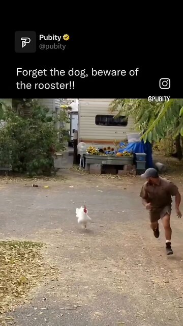 UPS guy runs from rooster 🐓