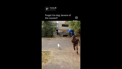 UPS guy runs from rooster 🐓