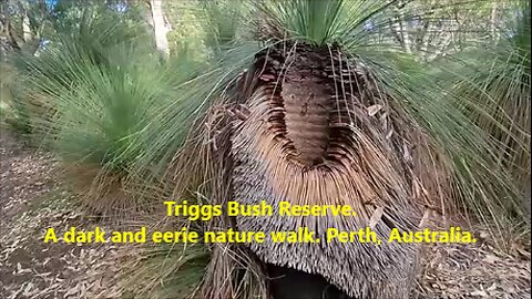 Triggs Bush Reserve. A dark and eerie nature walk. Perth, Australia.