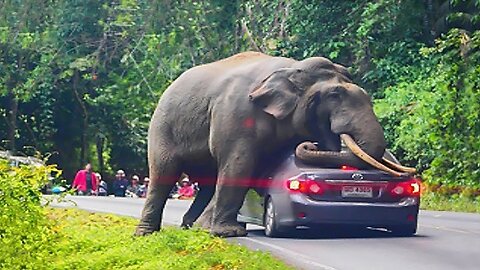 Unbelievable Animal Moments Caught On Camera – Funny & Amazing Wildlife