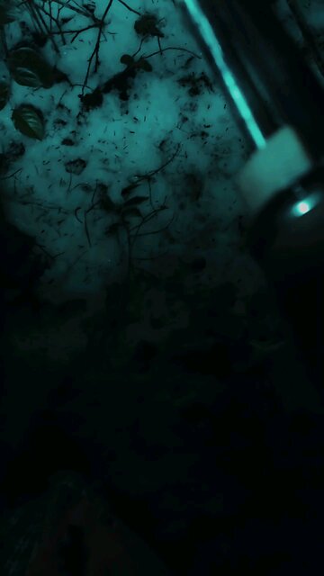 Coyote Howls and Frozen Trails || ASMR