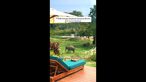 Escape to a lush haven where rescued elephants roam free from exploitation 🌴💚