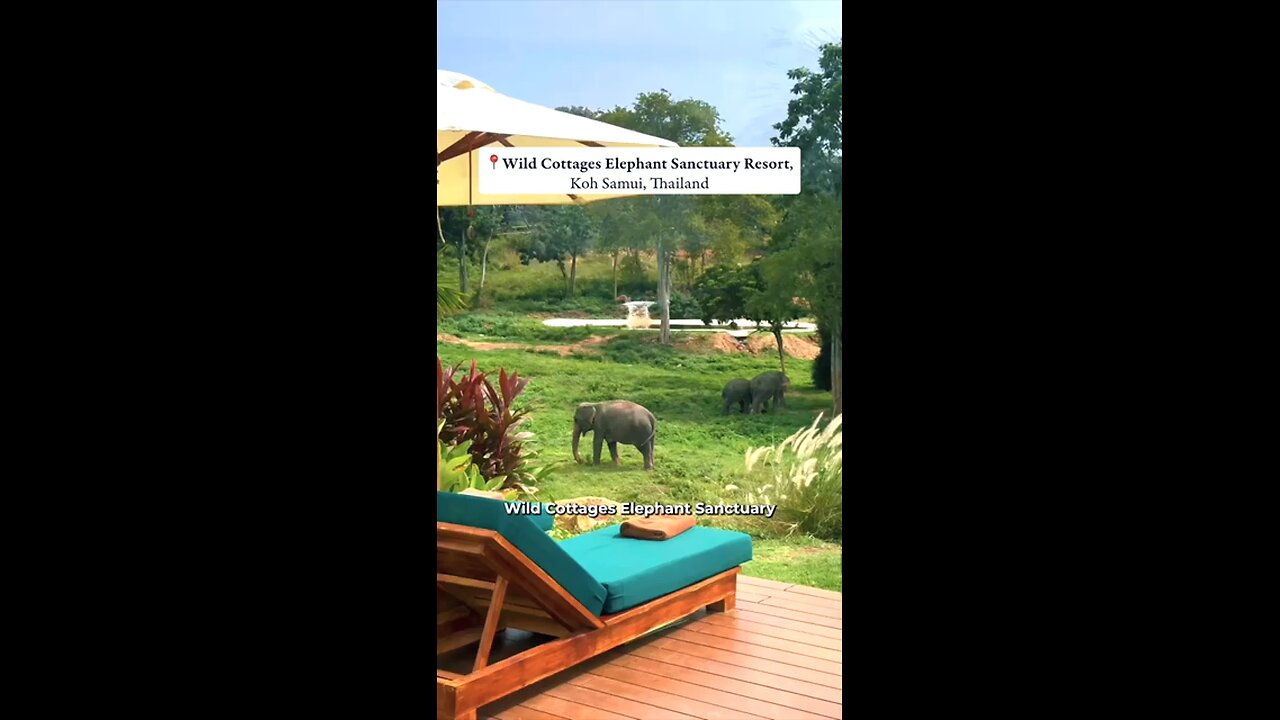Escape to a lush haven where rescued elephants roam free from exploitation 🌴💚