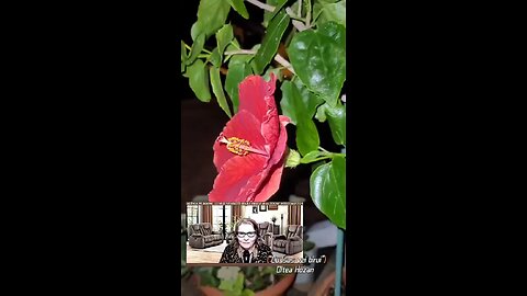 Oltea Hozan poezia -Cu Isus Vei Birui!- #editor Valentin Trif #caleacătrerai #poetry #poezie