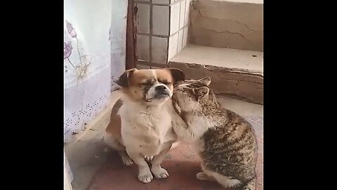 Funniest Dogs And Cats Videos Funny Animal Video 58