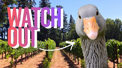 The Goose is Loose at Toulouse Vineyards & Winery