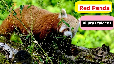 Red Panda-Ailurus fulgens