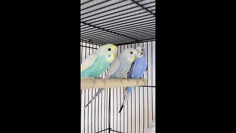 3 Baby Budgies