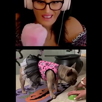 Smart Little Frenchie #frenchbulldog #frenchie #frenchielife #mojavedesert #frenchies