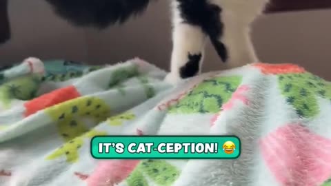 😺👀 This Cat Looks Like It Has a Cat Tattoo on Its Leg! | FeedMyCuriosity