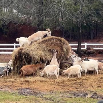 Big Plans to Eat it All