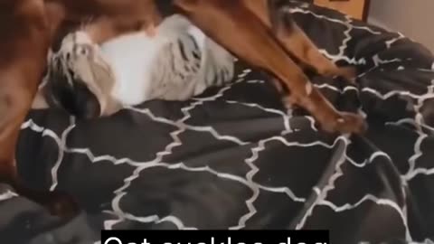 When cats bite becomes an illegal Harassment 😆🤣
