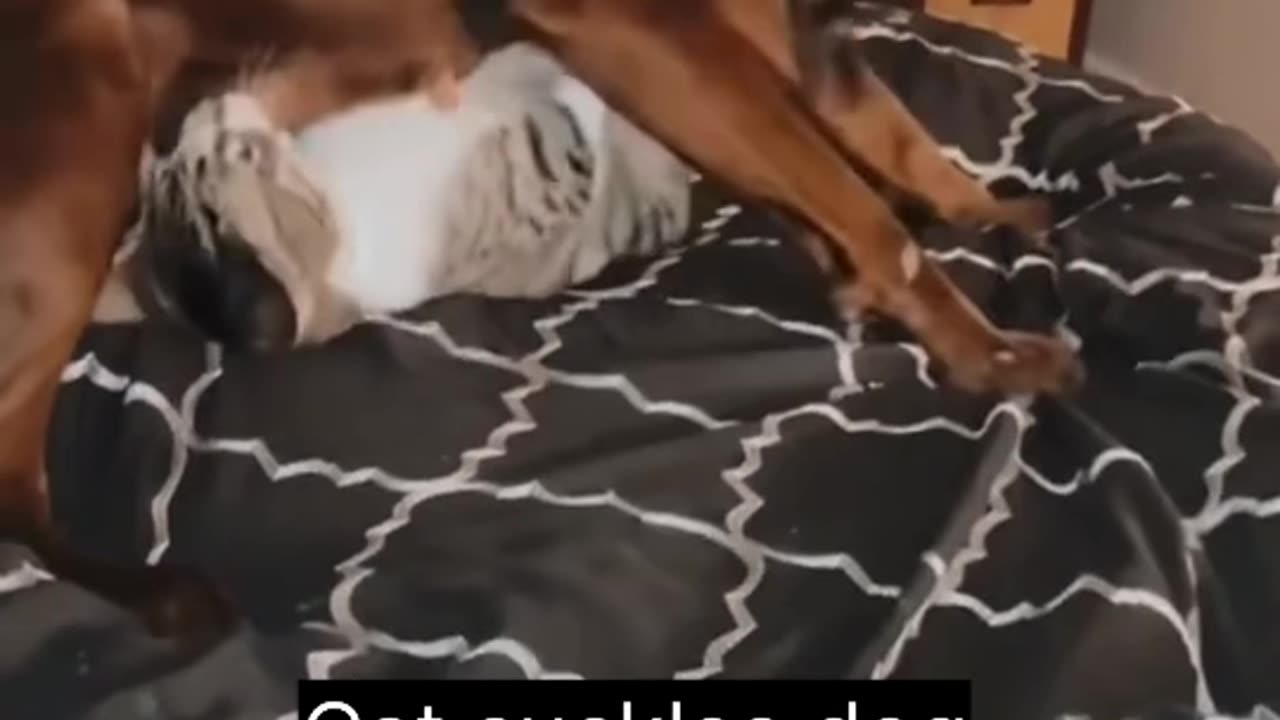 When cats bite becomes an illegal Harassment 😆🤣