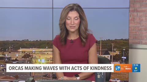 Orcas making waves with acts of kindness