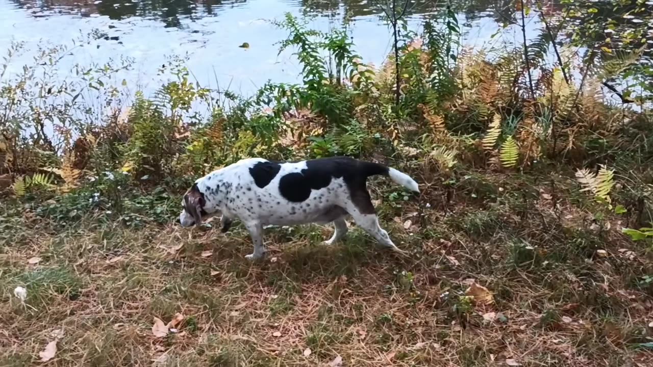 Bandit