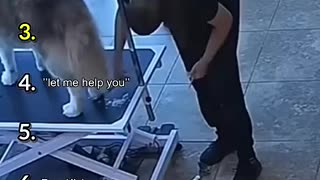 Trending: Ranking The Funniest Dog Videos