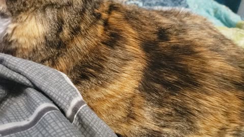 Relaxing Cat Enjoys Gentle Brushing Blissful Moment of Pure Relaxation