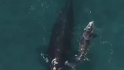 Whale love
