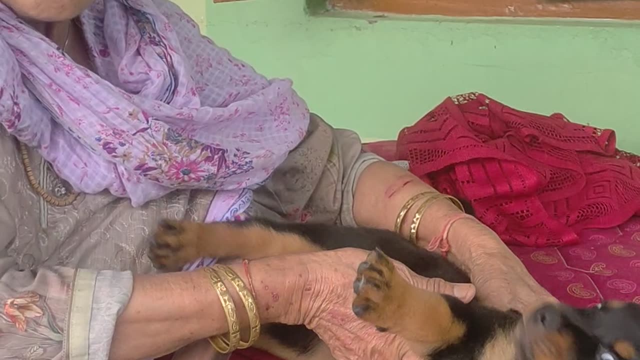 Rottweiler Teases Grandma With Puppy Teeth