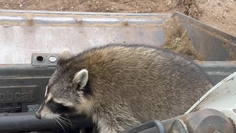 Raccoon Rides Shotgun in Skid Steer
