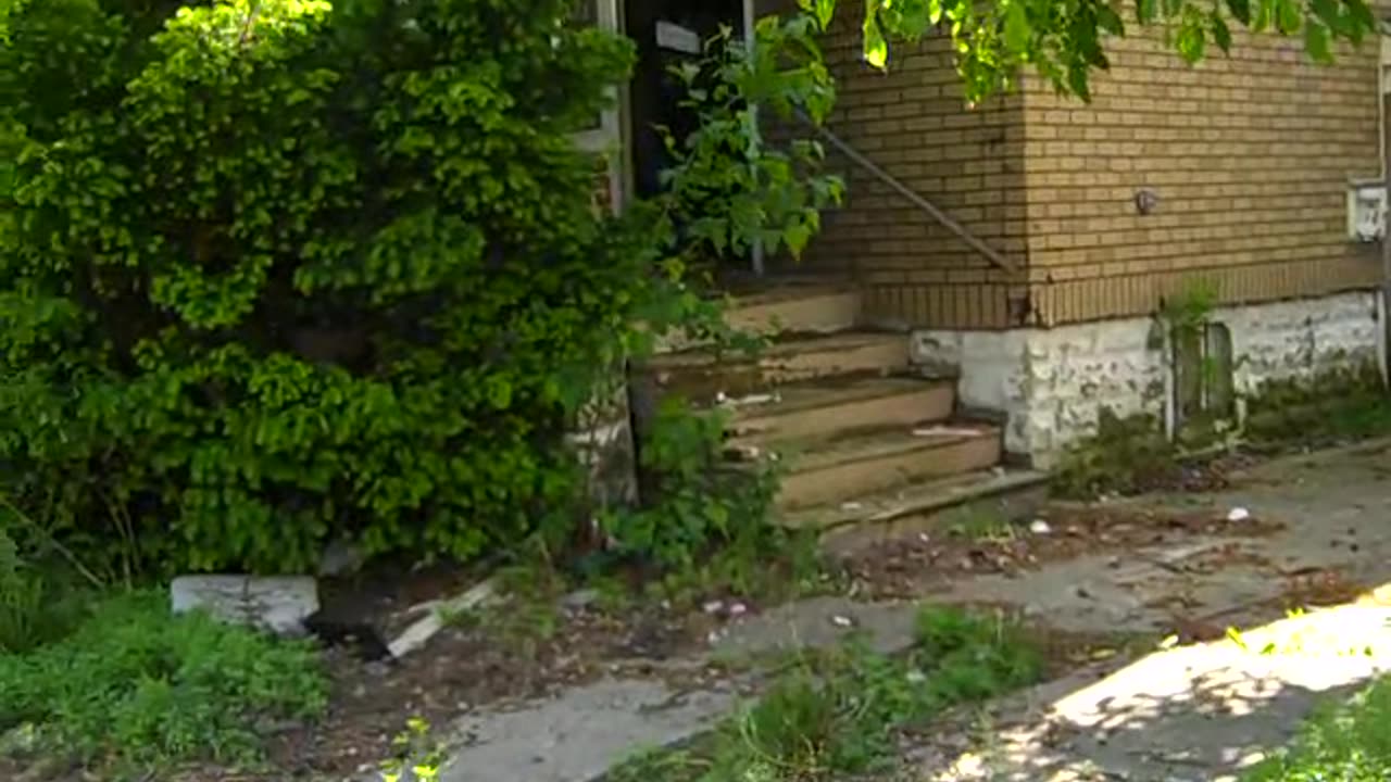 cutting lawn on Charest st for castle rock, THE SHEA SHOW