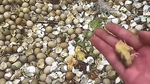This guy found newly hatched quails eggs that were abandoned