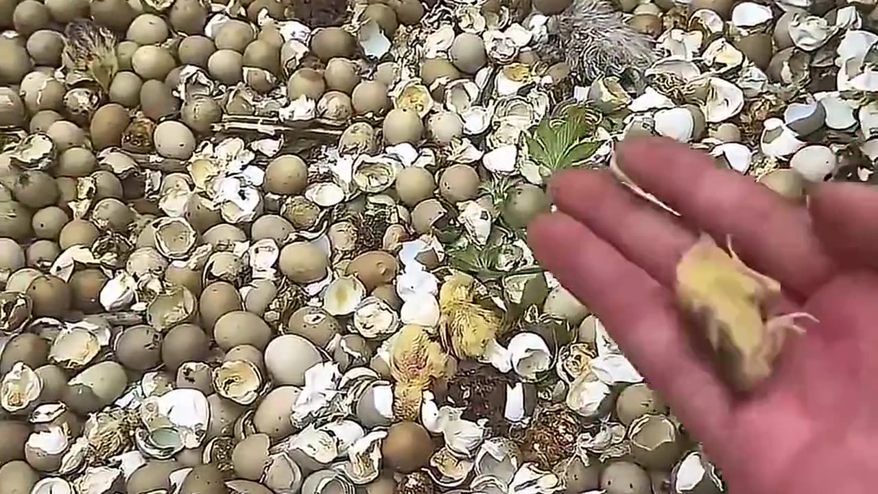 This guy found newly hatched quails eggs that were abandoned