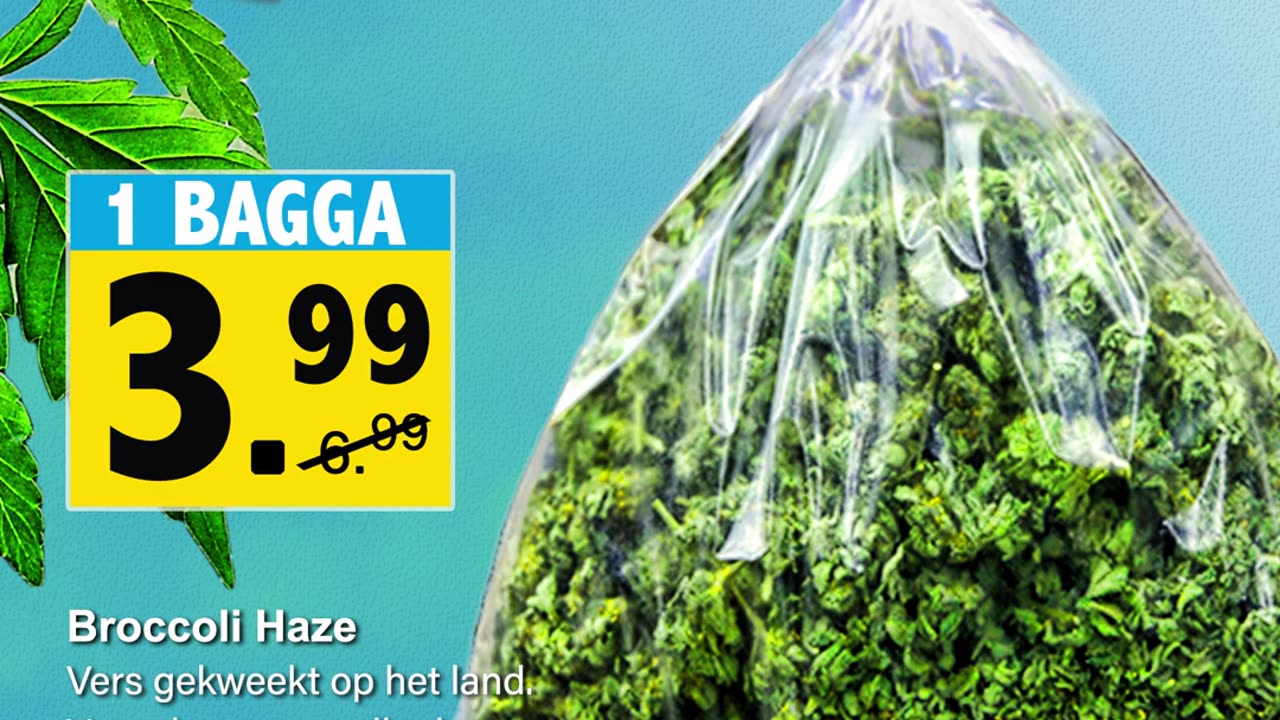 BROCOLLI HAZE || ALBERT GRIND