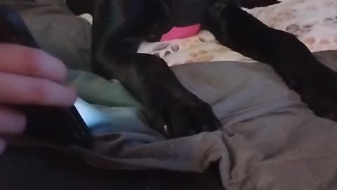 Nova reacts to the oiia meme