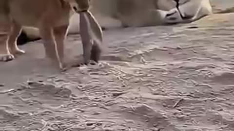 Cat Cub Playtime Zoo Fun