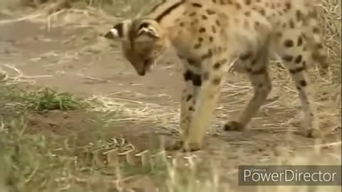 Top 6 wild animals fighting
