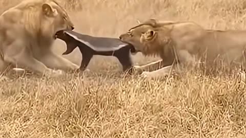 2 lions and One honey badger