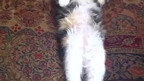 Insanely cute sleeping kitten