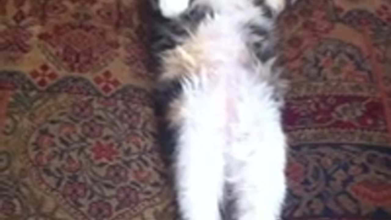 Insanely cute sleeping kitten