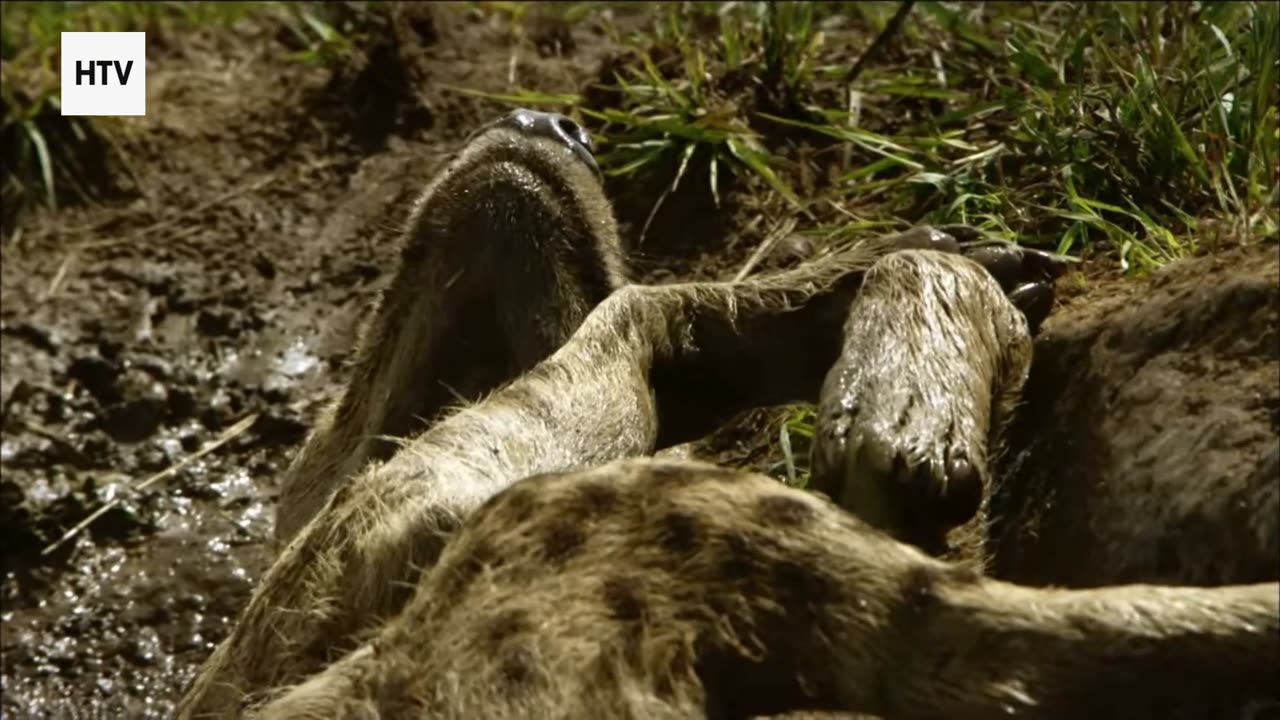 Into the Kingdom of the Wild