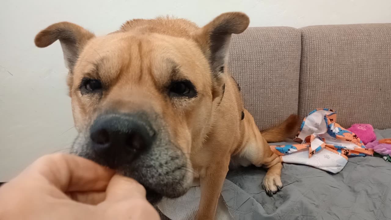 Mocha 7y A701189@TRN, from kennel 111 PACC shelter barks whenever she hears my wheelchair20251102130