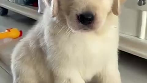 This Cute Golden Retriever Puppy Affection Is Next Level