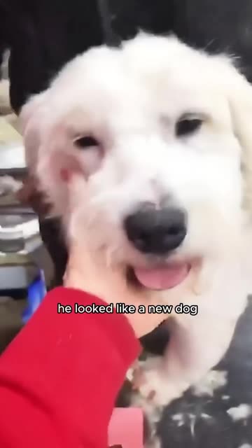 This kind woman rescued a neglected dog giving it a warm home