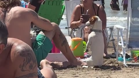 Funny Dog Sits Up at the Beach