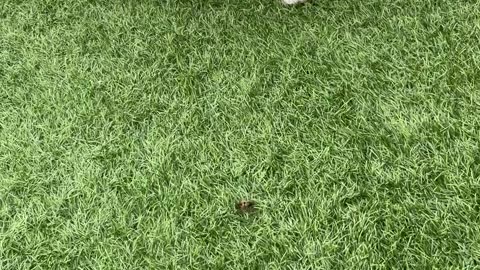 Dogs Discovery