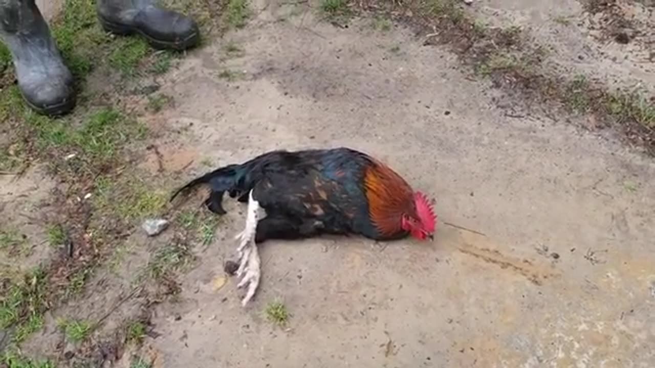 Hypnotizing a Rooster