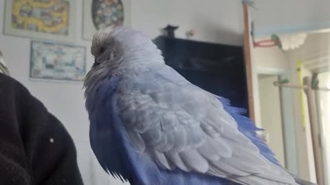 "Who is that handsome budgie?"