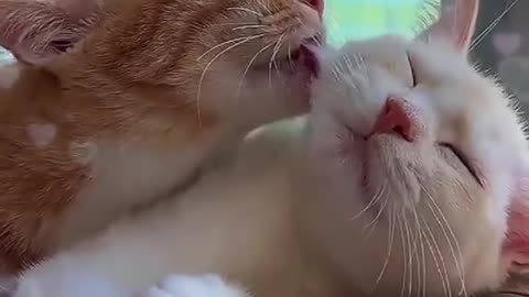 Cat Romantic Love Story Short video.