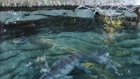 Gharial Crocodilian at The San Diego Zoo
