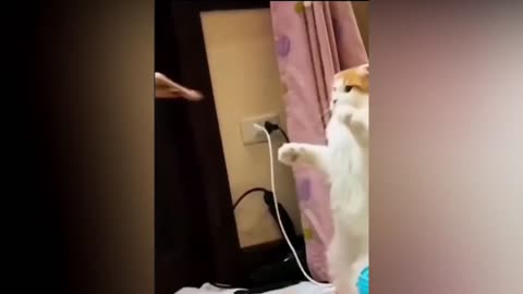 Five 5 minutes funny cats😺 compilation 😆😆😍😍 #5 || Comedy Video || Entertainment with new videos😆