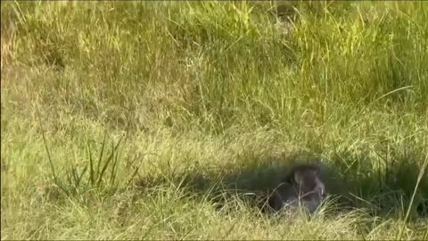 💉🐒 COVID again? Lab monkeys break free in Mississippi — reports