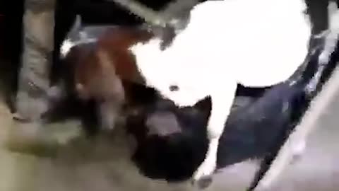 UNBELIEVABLE NEWS A MYSTERIOUS CREATURE LIKE ALIEN ATTACK ON GOAT IN MALAYSIA