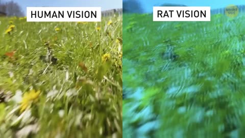 How actually animals watch us #pet adventure #MeoWnMore