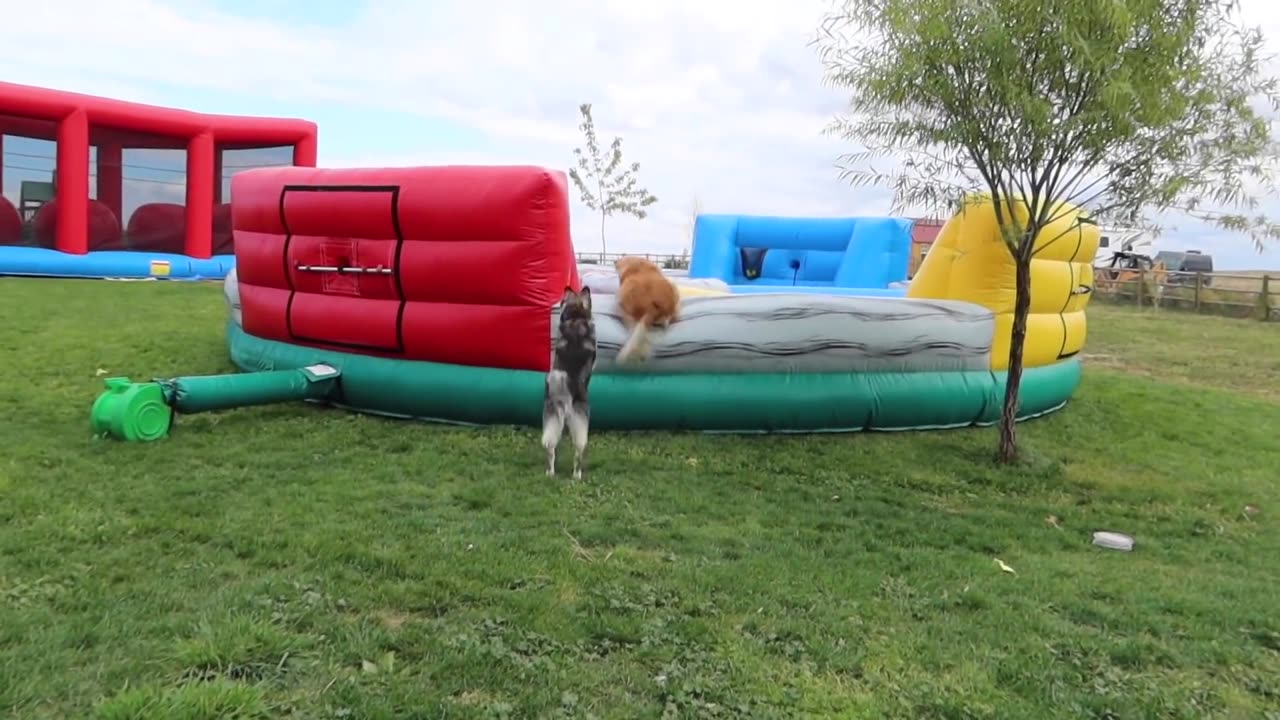 husky-golden-retriever-get-inflatable-playhouse